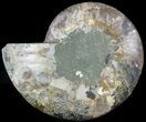 Beautiful, Ammonite Fossil (Half) - Agatized #49894-1